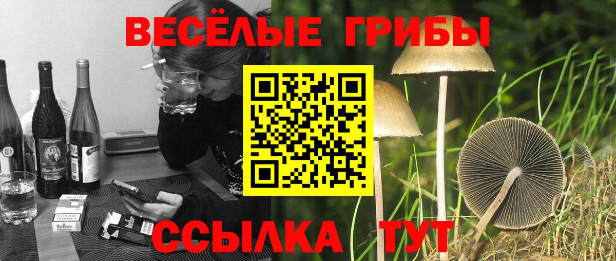 Моздок  Псилоцибиновые грибы мицелий  купить  цена  Вход с VPN  Галлюциногенные грибы ЛСД 